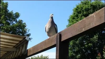 Indices : Colombidé, palombe du midi !