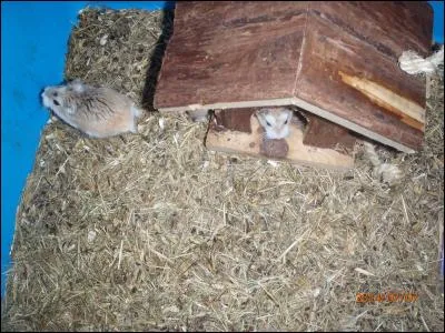 Indices : Petit rongeur, Roborovski, absence presque totale de queue !