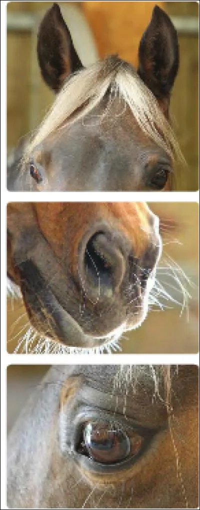 Dans ces propositions, lequelles font partie des 5 sens du cheval ?