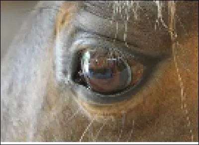 La vision du cheval (coche les bonnes réponses)