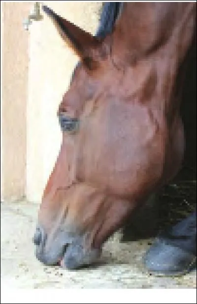 Quelles sont les parties existantes sur la tête du cheval ?