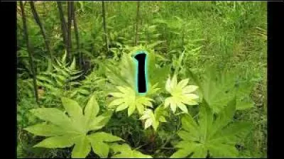 1 - Terminons par une musique classique : "Le Printemps". De qui est-elle ?