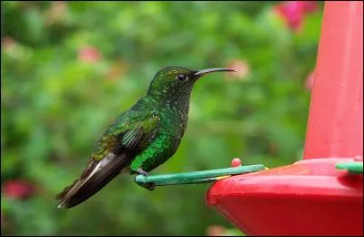 6% de la biodiversité mondiale se trouve dans ce petit pays - le Colon est la monnaie officielle - le Musée de l'Or précolombien - un pays pionnier de l'écotourisme