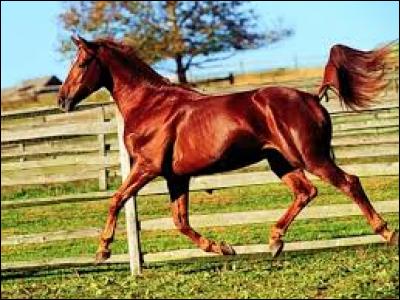 Quelle est la couleur d'un cheval ou poney entièrement marron ?
