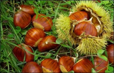 Quels sont ces fruits tombés de l'arbre ?