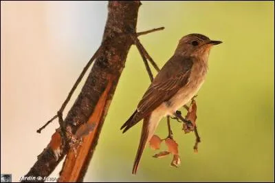 Quel est le nom de cet oiseau ?