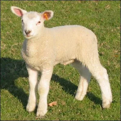 Quel est le nom du petit de la brebis ?
