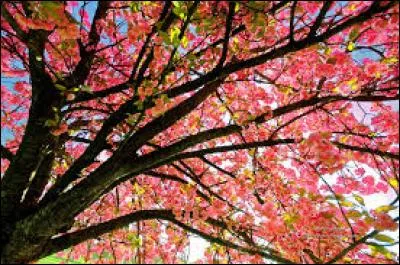 Quelle est cette poésie ?
« [...] Veux-tu me donner
Un beau fiancé ?
Mais, turlututu, 
Il n'a rien répondu. »