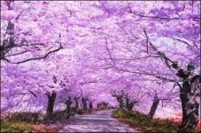 Quelle est cette poésie ?
« [...] Oh ! Regarde, une branche verte ! 
Ses feuilles sortent de l'étui ! 
Une tulipe s'est ouverte...
Ce soir, il ne fera pas nuit, 
Les oiseaux chantent à tue-tête, 
Et tous les enfants sont contents
On dirait que c'est une fête...
Ah ! que c'est joli le printemps ! »