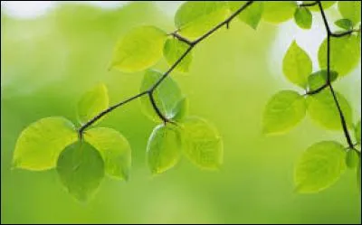 Quelle est cette poésie ?
« Comme un diable au fond de sa boîte, 
le bourgeon s'est tenu caché...
mais dans sa prison trop étroite
il baille et voudrait respirer.
Il entend des chants, des bruits
d'ailes, 
il a soif de grand jour et d'air... »