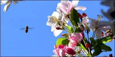 Quelle est cette poésie ?
« Après tout ce blanc vient le vert, 
Le printemps vient après l'hiver.
Après le grand froid le soleil, 
Après la neige vient le nid, 
Après le noir vient le réveil, 
L'histoire n'est jamais finie. [...] »