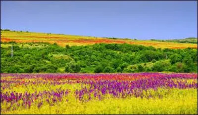 Quelle est cette poésie ?
« Un petit oeil jaune
tout jaune
- c'est la primevère, 
la première.
Un petit oeil blanc
très franc
- c'est la pâquerette
mignonnette. [...] »