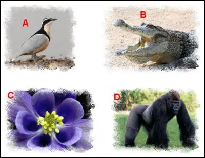 L'illustration nommée « A » est en lien étroit avec l'illustration représentée en : (Indice : Mutualisme)
