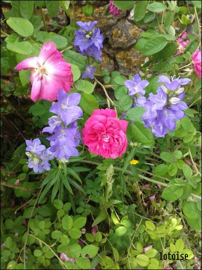 Elles se sèment, se ressèment en juillet-août et j'obtiens cette jolie floraison bleue au printemps dans mon jardin.