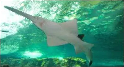 Quel est cet animal marin ?