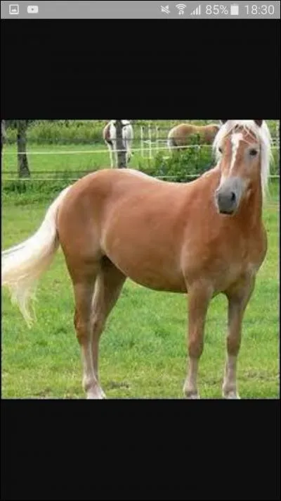 Est-ce un cheval de propriétaire ou de club ?