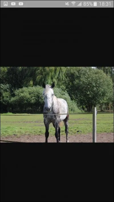 Comment s'appelle ce cheval ?