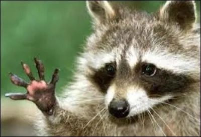 Qui est Capucin, l'animal de compagnie de Candy ?