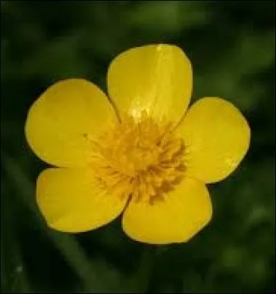 Quel nom est couramment donné à plusieurs espèces de renoncules à fleurs jaunes ?