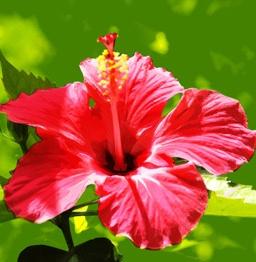 Quiz Fleurs