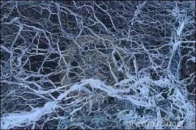 Que transportent les veines ?