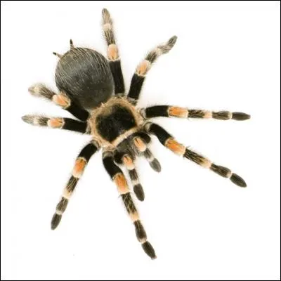 Qu'est-ce qu'une mygale ?