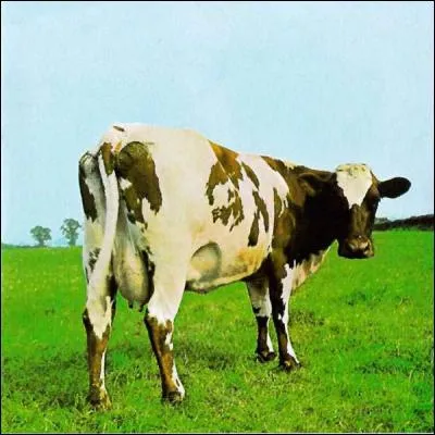 Sur quel album de Pink Floyd voit-on une vache en couverture ?