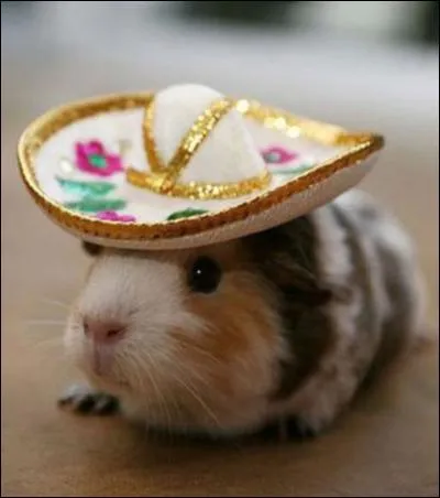 Pourquoi sont-ils pas de la même couleur ?