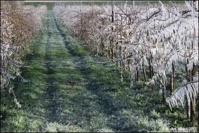 S'il y a des blanches gelées le 1er jour de mai qu'adviendra-t-il des fruits selon un proverbe ?