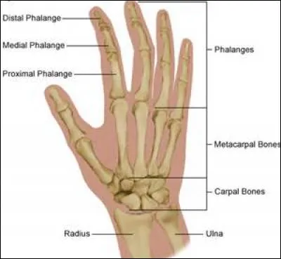 Combien de phalanges comporte le pouce ?