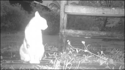 Fléau asiatique utilisé en combat !