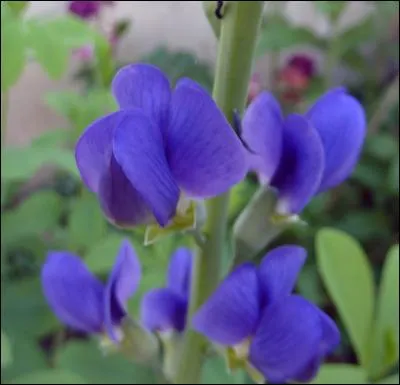 Matière colorante qui, dans sa forme première, est d'un bleu légèrement violacé :