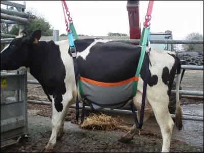 Sangle que l'on passe sous le ventre d'un animal pour le soulever et le transborder :
