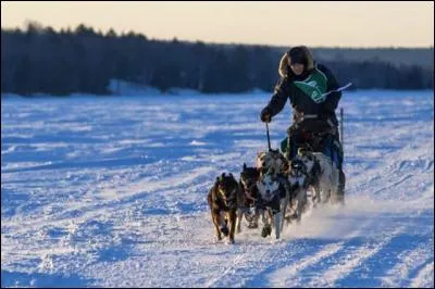 Conducteur de traîneaux tirés par des attelages de chiens :