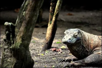 Qu'est-ce qui est faux au sujet des dragons de Komodo ?