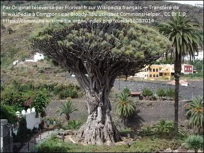 Comment est appelée la résine rouge que l'on peut extraire de certains arbres ?