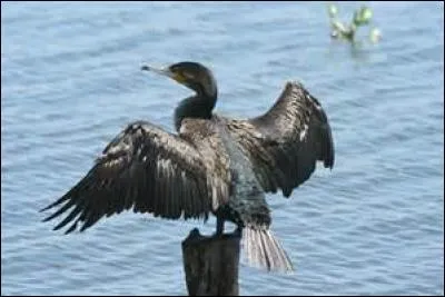 Un petit tour en bord de mer pour y observer ce grand corbeau qui se sèche après la plongée.