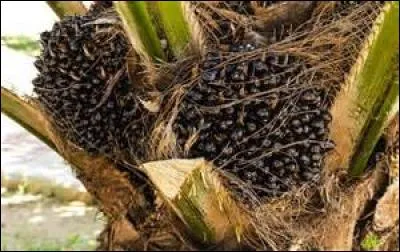 Quels grains utilise-t-on pour fabriquer un "ivoire" végétal ?