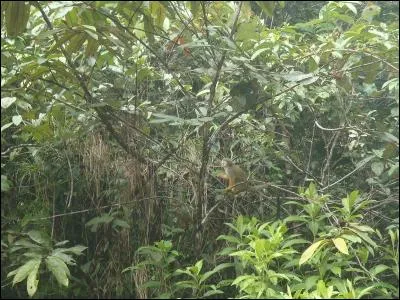 Quel animal voyez-vous sur la photo ?