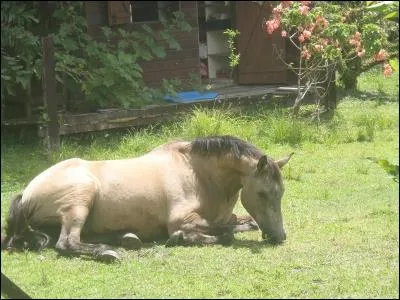 En 2005, cet ingénieur américain, Kenneth Pinyan, meurt d'une façon tout à fait originale !
