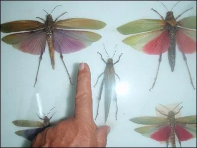 Sachant que l'index est celui d'un adulte, combien peut mesurer l'insecte, à votre avis ?