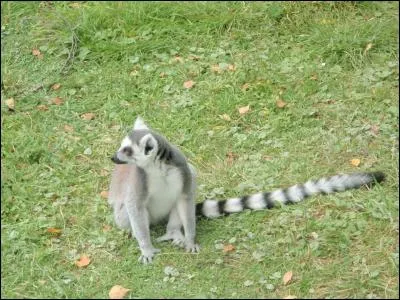 Trouvez le pays grâce à l'animal !