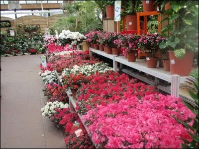 Trouvez l'adjectif correspondant à la photo !