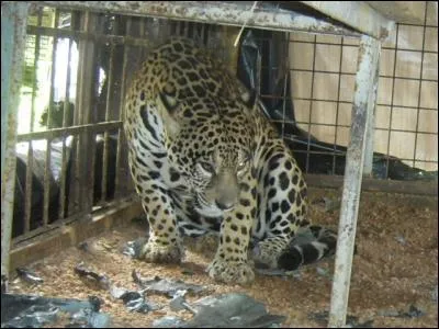 La photo présente un félin d'Amérique, trouvez le nom d'un film !