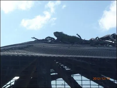 Que mange l'animal présent sur la photo ?