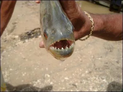 Quel thème aborde ce film canadien de 2008, La Morsure ?