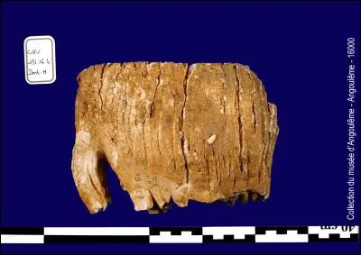 À quel animal appartient cette dent ?