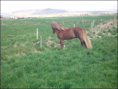 Laquelle de ces affirmations concernant le cheval islandais est fausse ?