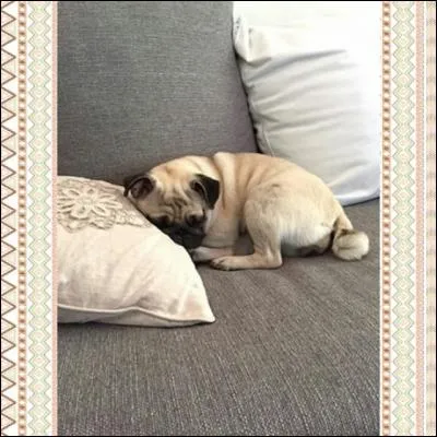 Comment s'appelle sa chienne ?