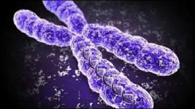 Combien de chromosomes chaque individu possède-t-il, normalement ?